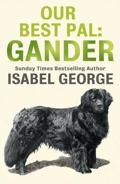 Isabel George Our Best Pal: Gander обложка книги
