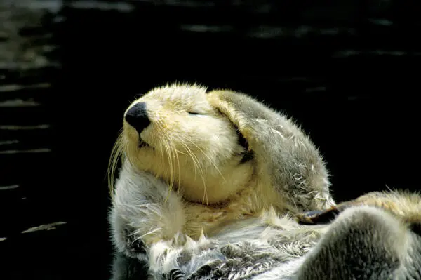 Sea otter Mark NewmanFLPA Baby sea otters spend much of their first year - фото 3