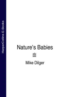 Mike Dilger Nature’s Babies обложка книги