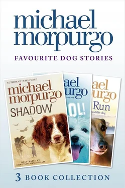 Michael Morpurgo Favourite Dog Stories: Shadow, Cool! and Born to Run обложка книги