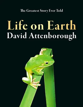 David Attenborough Life on Earth обложка книги