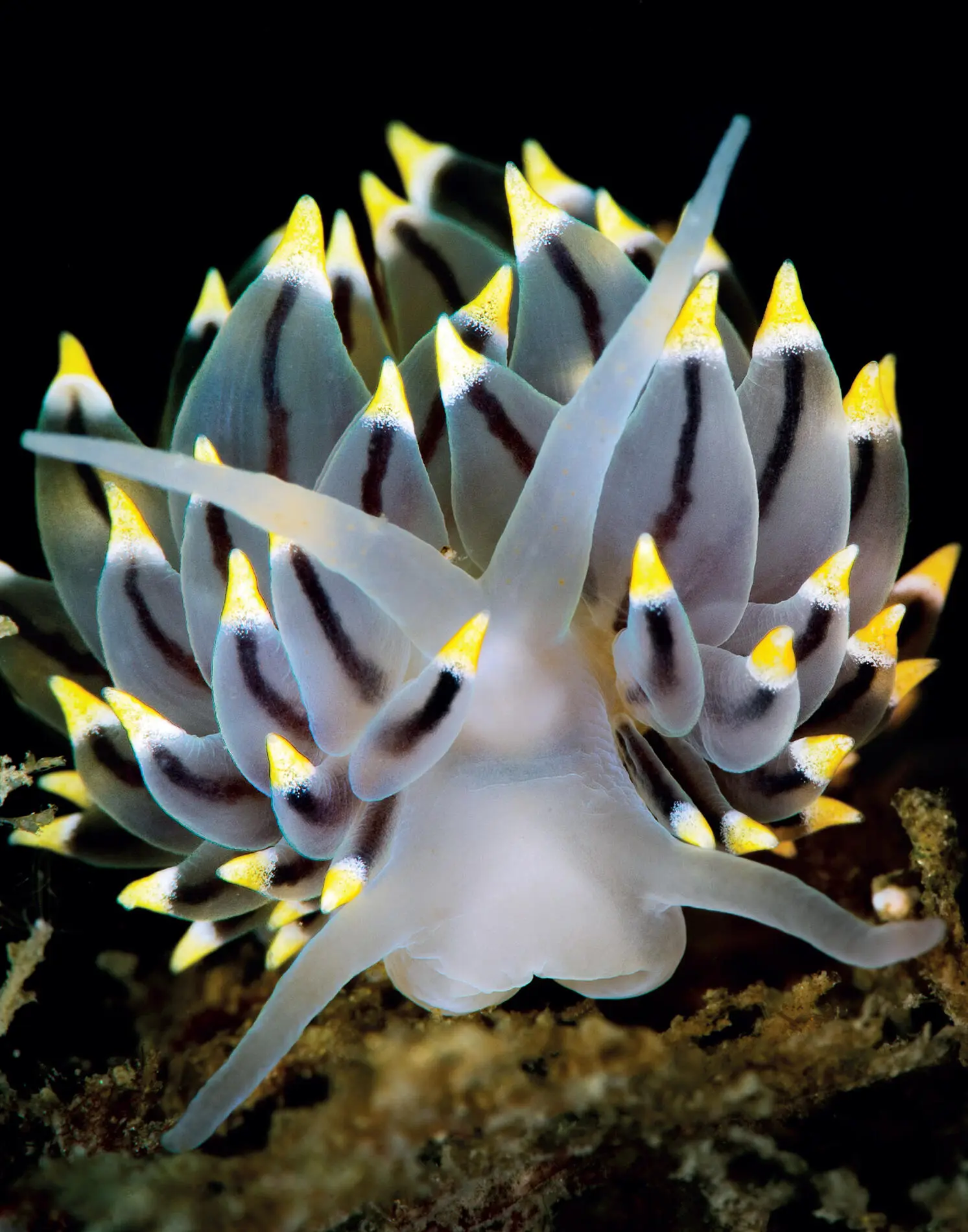 A nudibranch Eubranchus tricolor on the seabed of a Scottish loch One of - фото 12