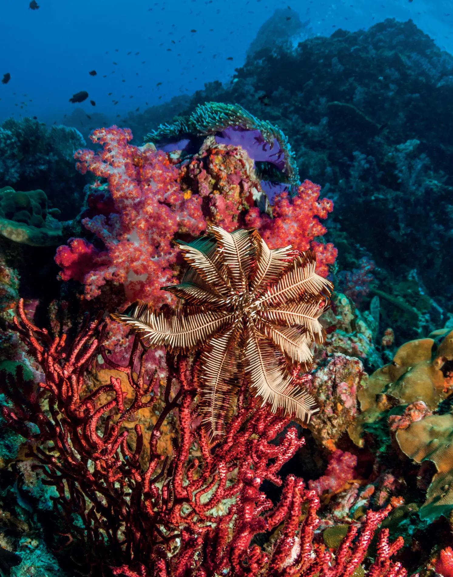 Crinoid feather star centre on a gorgonian sea fan red with a - фото 15