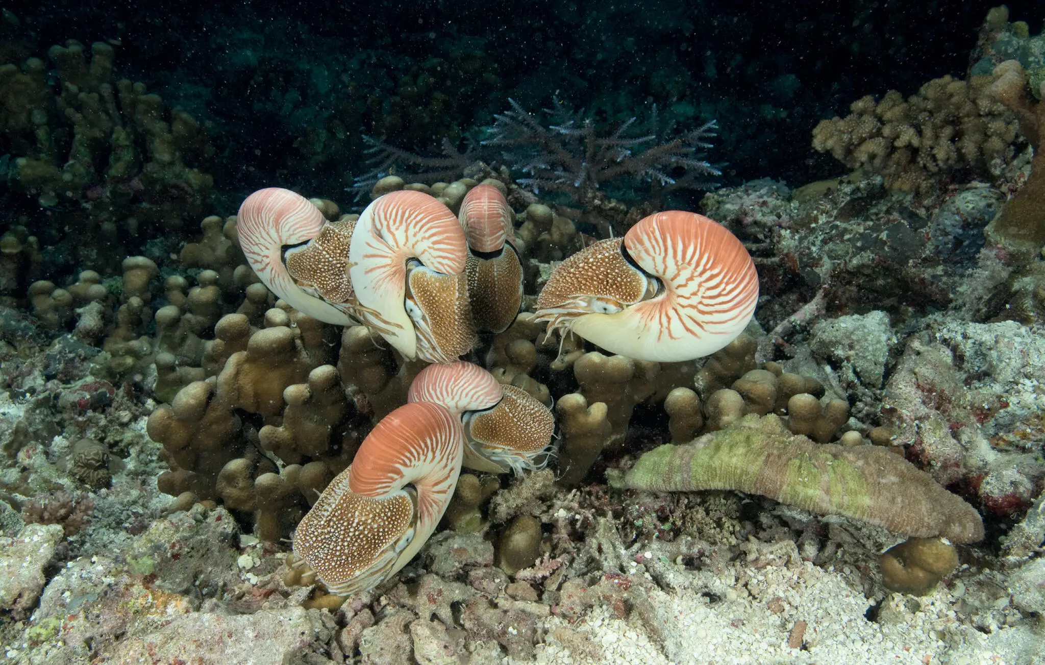 Several nautilus Nautilus pompilius on a coral reef at night Pacific - фото 13