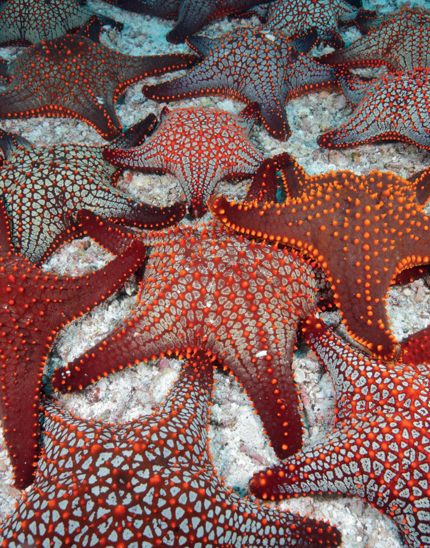 Panamic cushion sea stars Pentaceraster cumingi group on seafloor - фото 17