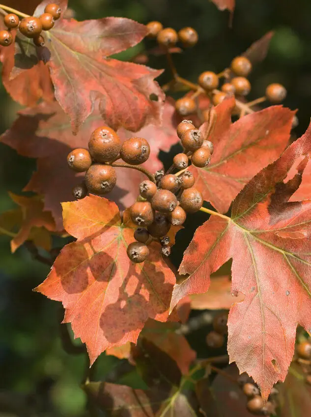 Derek MiddletonFLPA Wild Servicetree Sorbus torminalis A relative of the - фото 23