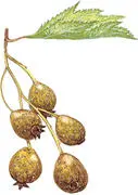 A relative of the rowan and the whitebeam largely confined to ancient woods - фото 24