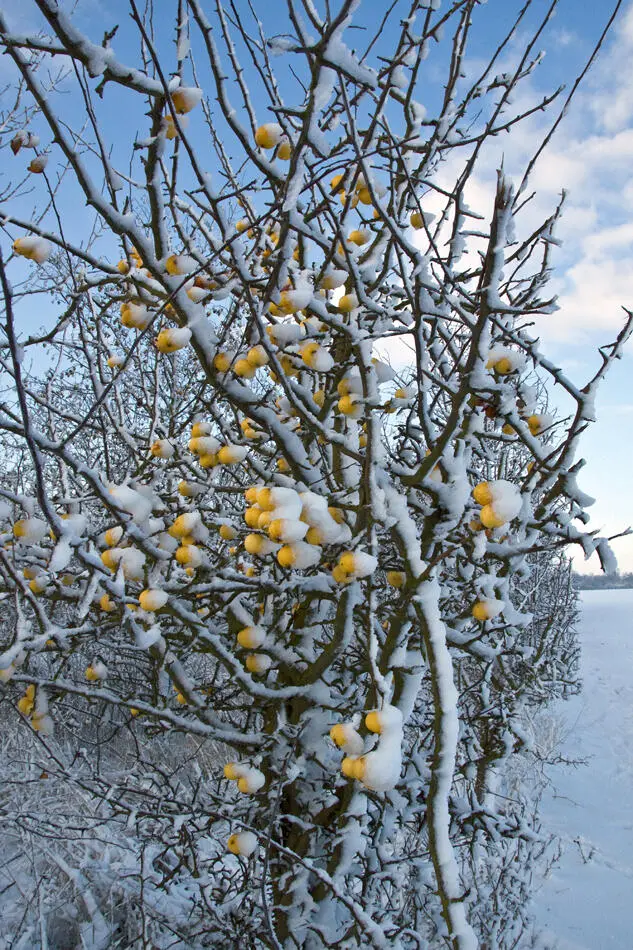 David HoskingFLPA Apple cheese Crab apples may be used to make an apple - фото 22
