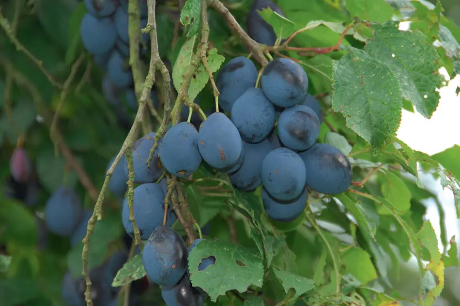 John EvesonFLPA Bullace Damsons and Wild Plums Prunus species The true - фото 20