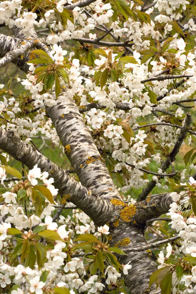Bob GibbonsFLPA ANT Photo Library Wild Cherry Prunus avium Widespread - фото 18