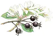 An American shrub naturalised in woodlands in a few areas of the south of - фото 27
