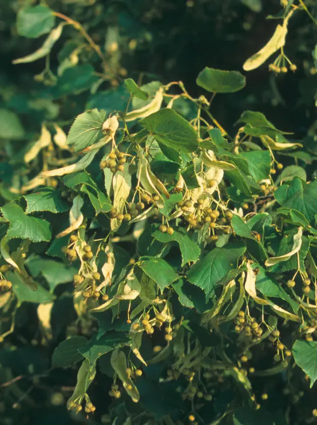 David HoskingFLPA Lime Tilia europaea Common in parks by roadsides and in - фото 17