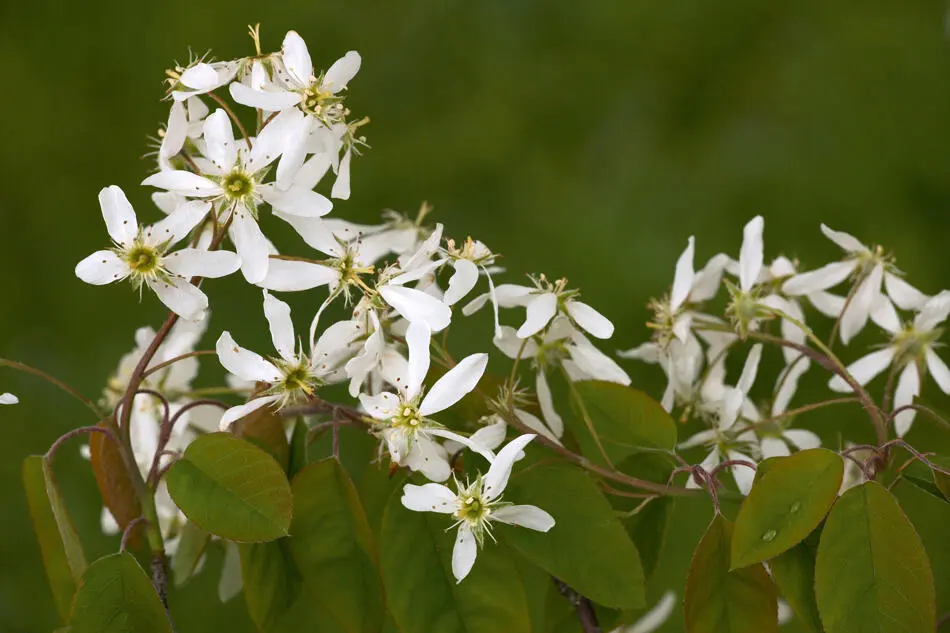 Bob GibbonsFLPA Juneberry Amelanchier lamarckii An American shrub - фото 26