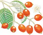 Locally frequent in scrub and copses in the south of England and popular as a - фото 25