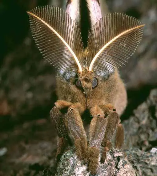 Jeff LeporeScience Photo Library Many animals rely on their sense of smell - фото 9