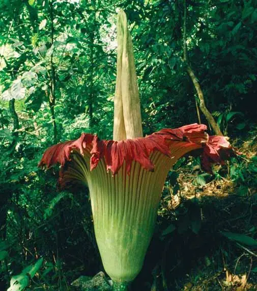 Neil Lucasnatureplcom What smells bad to us often doesnt bother other - фото 14