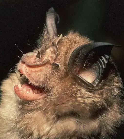 David HoskingFLPA To hunt and orient oneself in the dark requires an extreme - фото 20