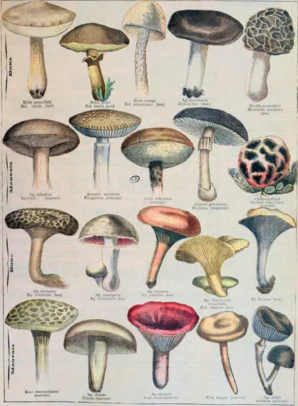 Good and Bad Mushrooms c 1900 Archives CharmetBAL The work of - фото 7
