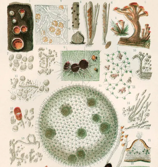 Plants and Fungi under the Microscope late 19th century SPL The absence - фото 5
