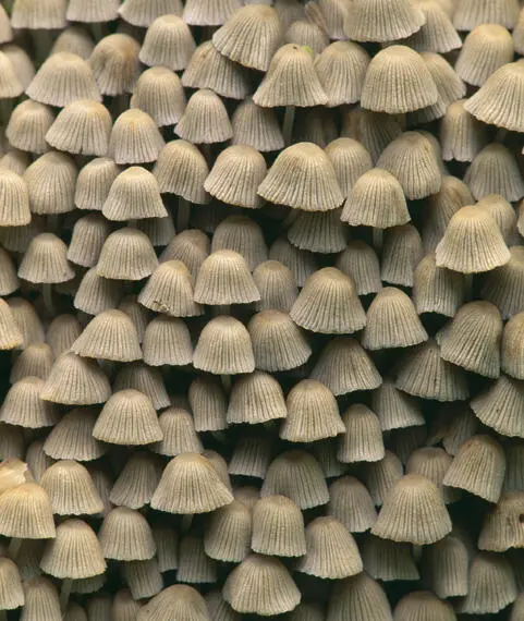 Fairy Inkcap Coprinus disseminatus Laurie CampbellNHPA People often - фото 6