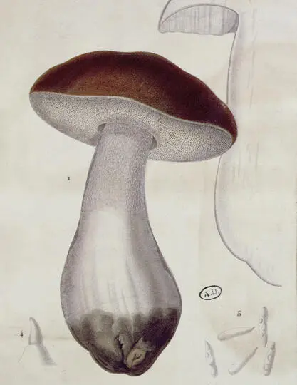 Boletus edulis early 19th century by Paul Louis Oudart Archives CharmetBAL - фото 3