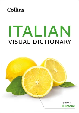 Collins Dictionaries Collins Italian Visual Dictionary обложка книги