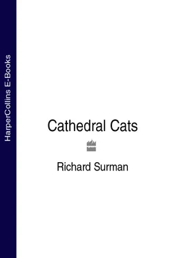 Richard Surman Cathedral Cats обложка книги