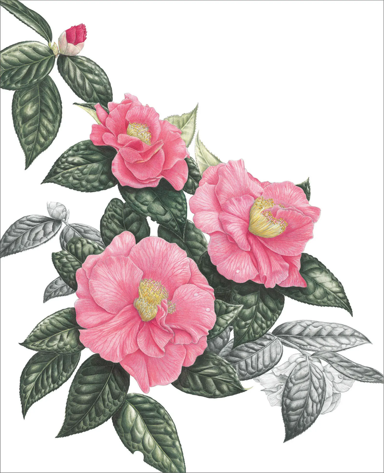PINK CAMELLIAS 50 x 36 cm 20 x 14 in COPYRIGHT Copyright Foreword - фото 2