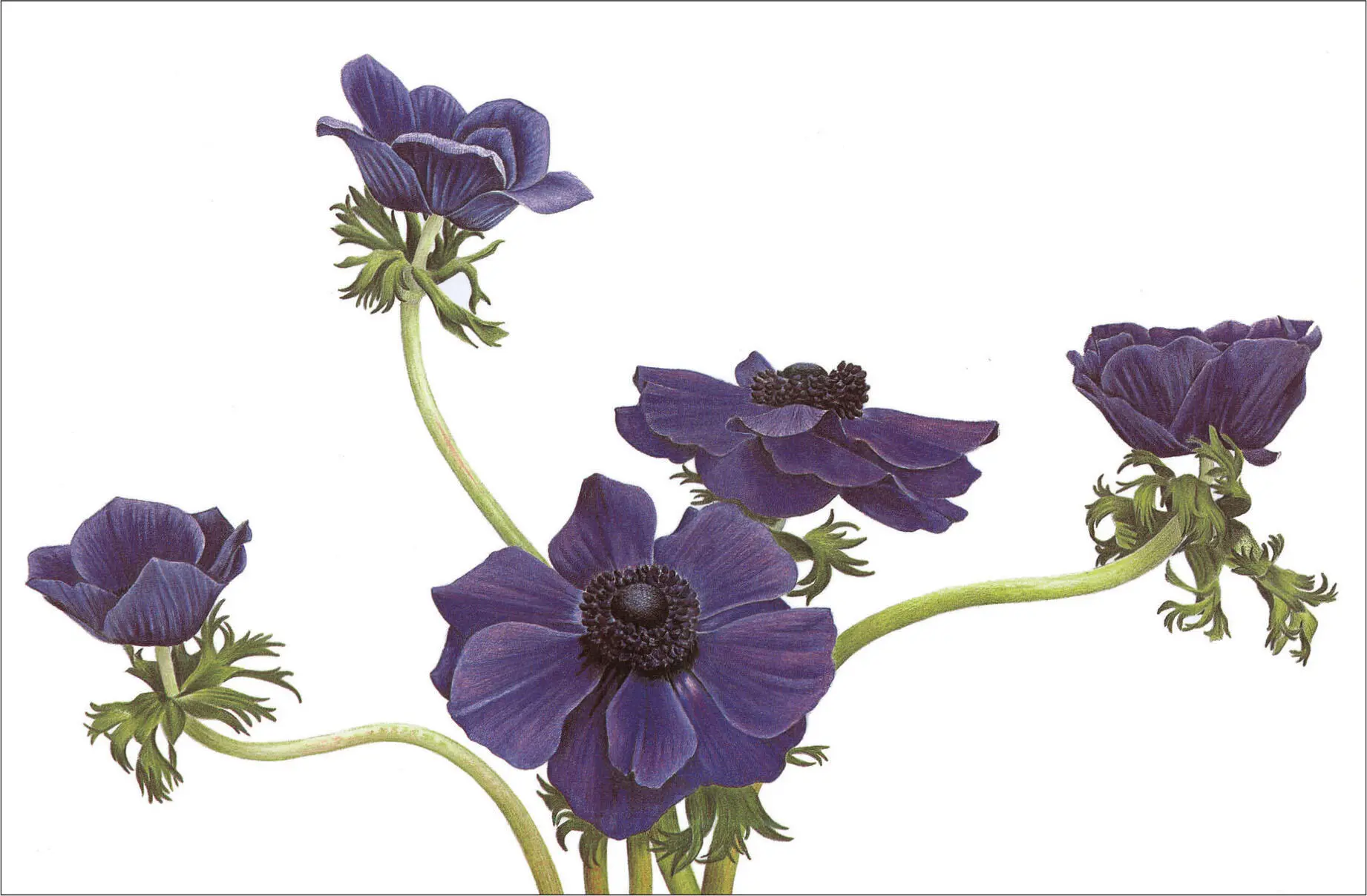 PURPLE ANEMONES 30 x 44 cm 12 x 17 in CONTENTS Cover Title Page - фото 3