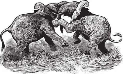 When two elephants tussle its the grass that suffers ZANZIBAR CONTENTS - фото 2