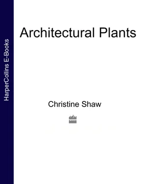 Christine Shaw Architectural Plants обложка книги