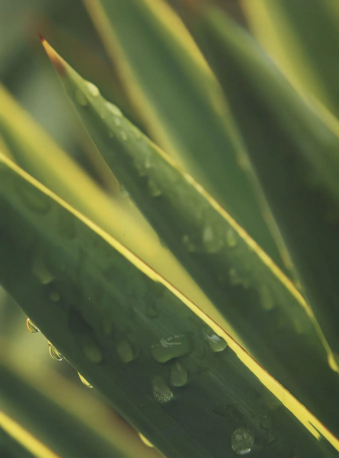 ABOVE Yucca gloriosa variegata Hardiness colour codes All the plants - фото 5