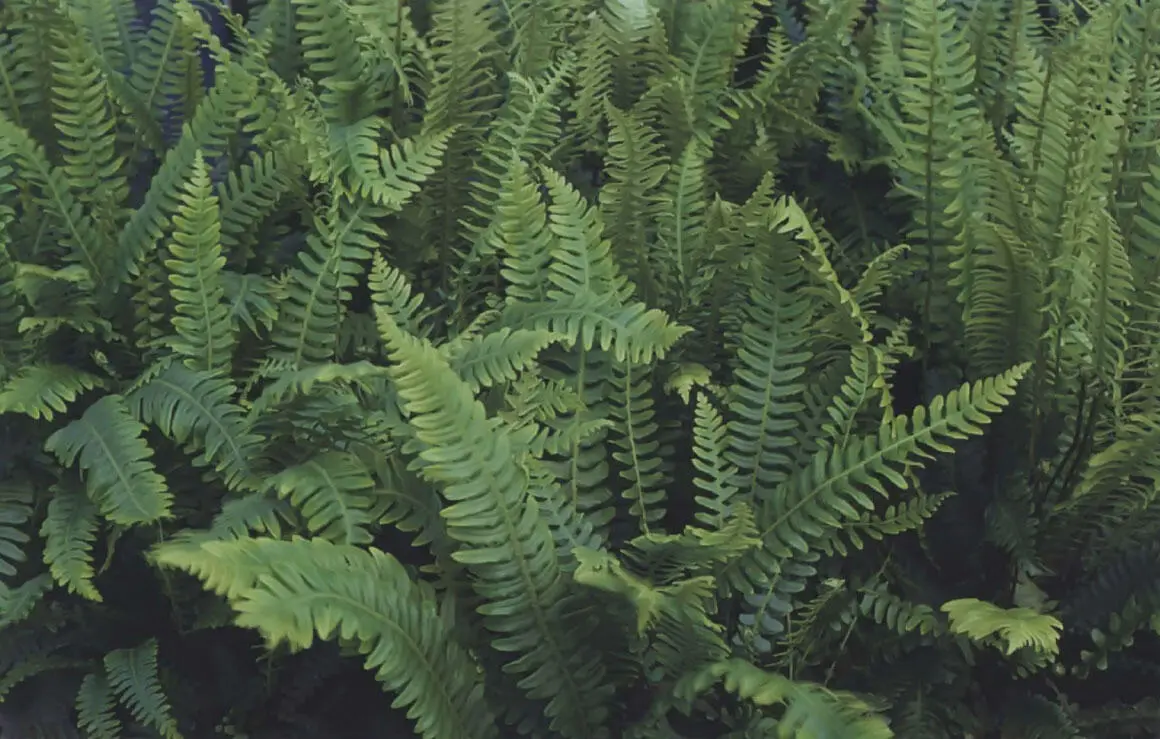 ABOVE Multiple planting of the same type of plant here Blechnum spicant - фото 52