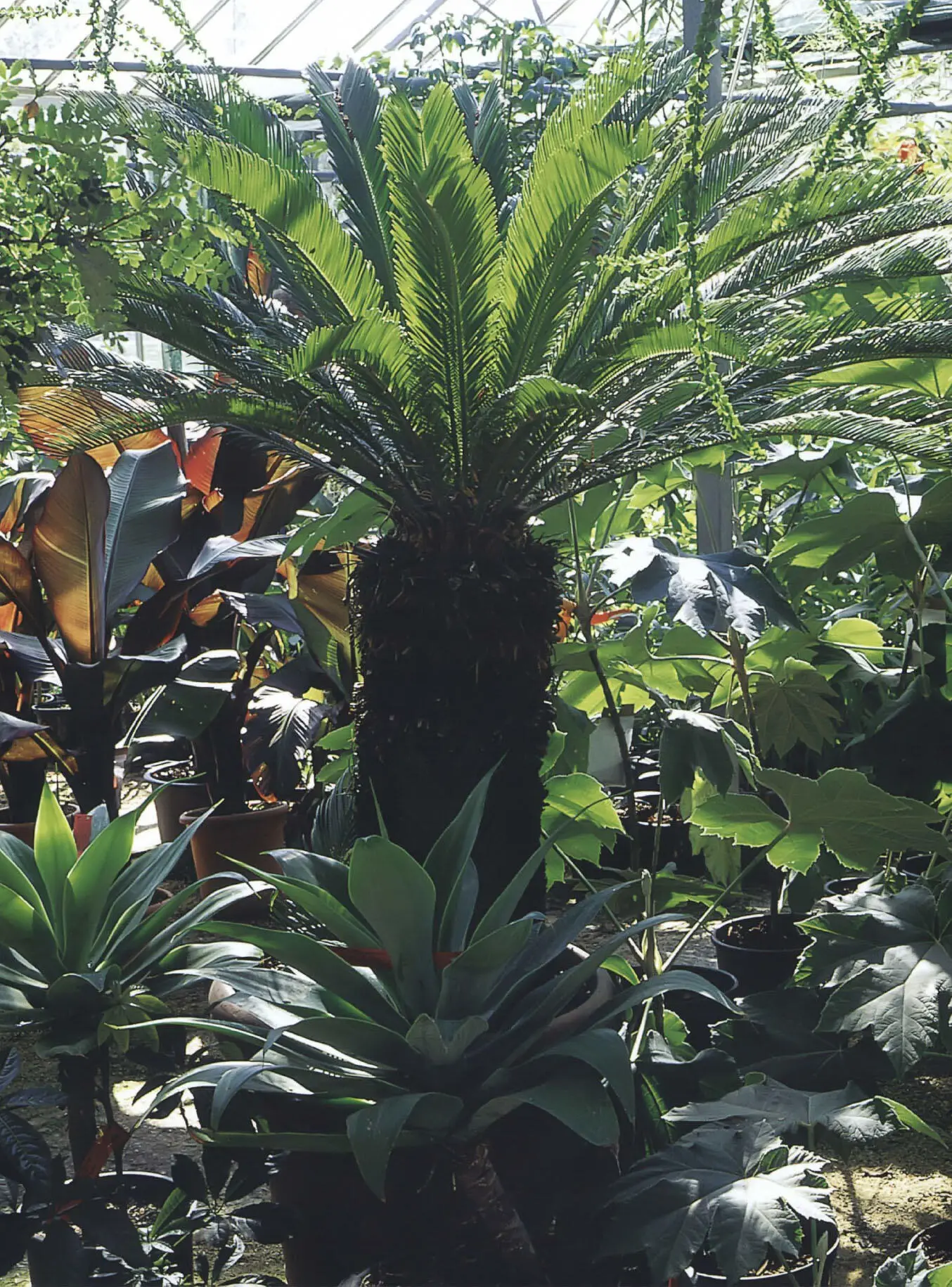 ABOVE A specialist nursery will contain plants of all sizes to suit every - фото 51