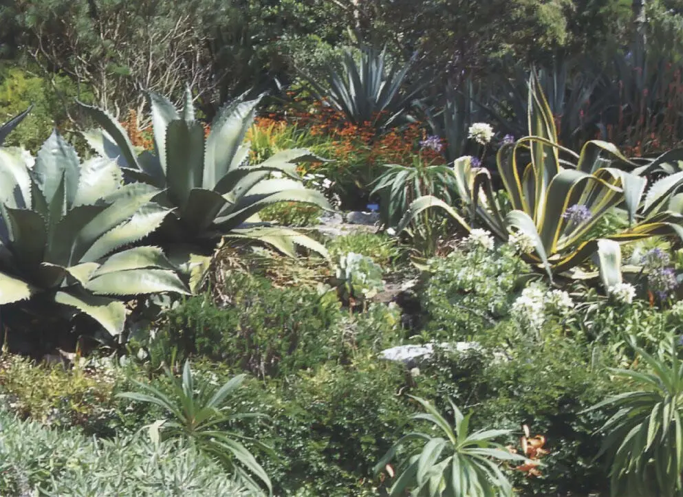 ABOVE Strongly shaped architectural plants do not need flowers or colour to - фото 54