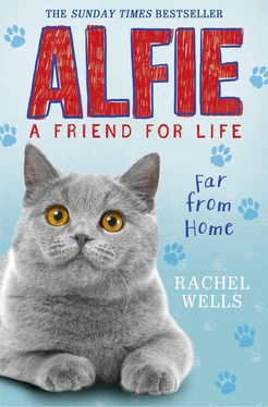 Rachel Wells Alfie Far From Home обложка книги