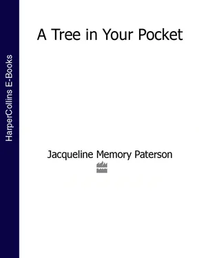 Jacqueline Paterson A Tree in Your Pocket обложка книги