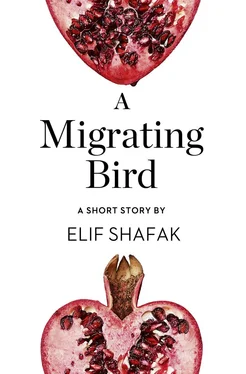 Elif Shafak A Migrating Bird: A Short Story from the collection, Reader, I Married Him обложка книги