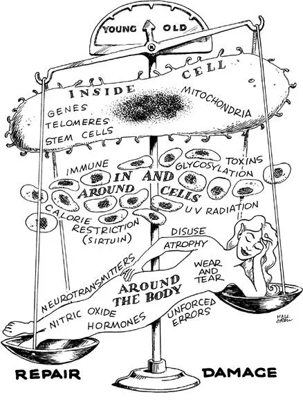 Figure Intro 3 Major Ager Crib Sheet The scale of ageing balances between - фото 15