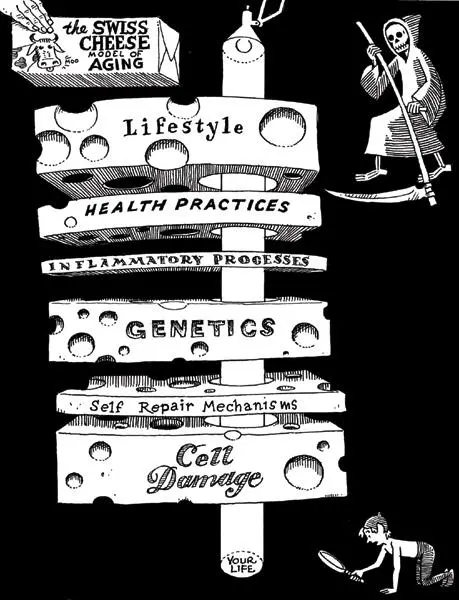 Figure Intro 2 Cheese Doodle Each layer of resilience we have against ageing is - фото 14