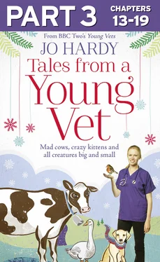Jo Hardy Tales from a Young Vet: Part 3 of 3: Mad cows, crazy kittens, and all creatures big and small обложка книги