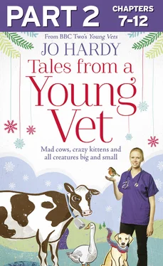 Jo Hardy Tales from a Young Vet: Part 2 of 3: Mad cows, crazy kittens, and all creatures big and small обложка книги