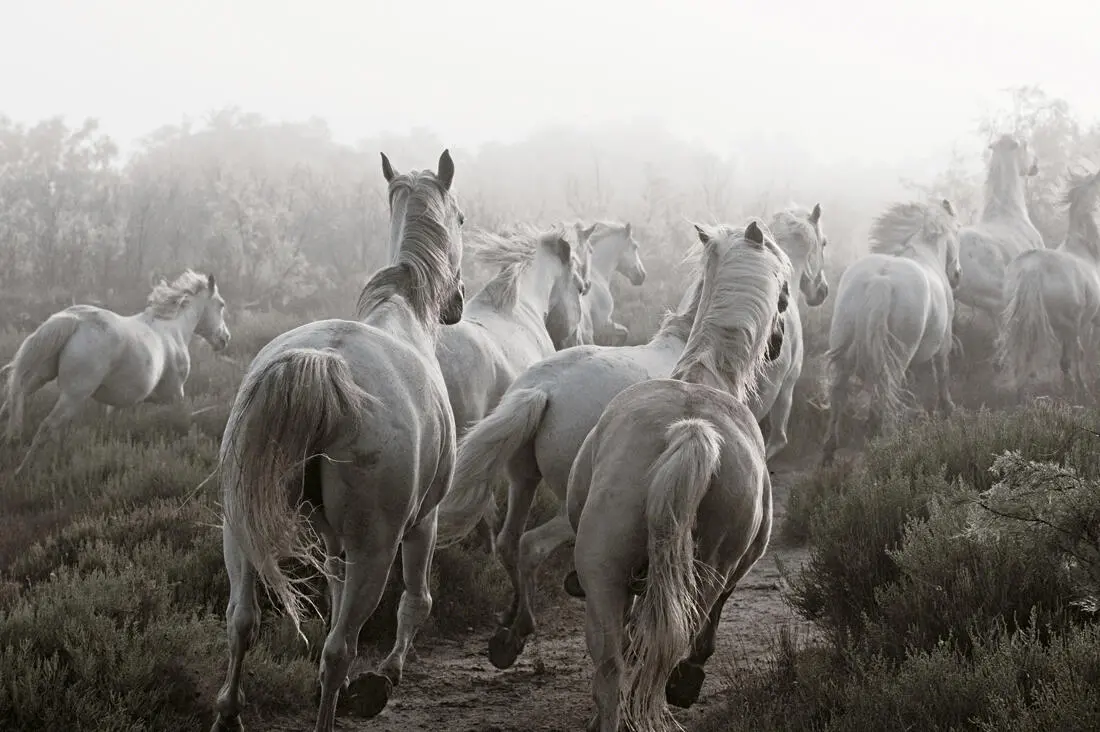 The Majesty of the Horse An Illustrated History - фото 4