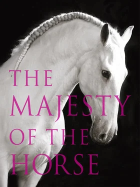 Tamsin Pickeral The Majesty of the Horse: An Illustrated History обложка книги