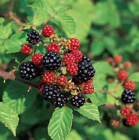 Michael Chinery Let brambles scramble over your hedge Insects will sip - фото 5