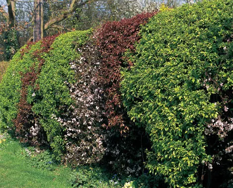 Michael Chinery Rolando Ugolini The cultivated Prunus shrubs which make up - фото 25