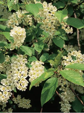 Michael Chinery Bird cherry is an excellent tree for the wild garden It can - фото 22