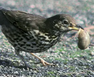 Colin Varndell Song thrush Michael Chinery Roses are often planted in - фото 19