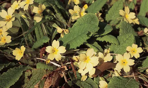 Rolando Ugolini Among the most beautiful of all our spring flowers the - фото 21