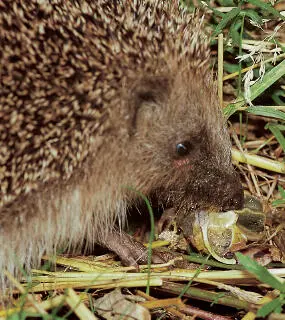 Michael Chinery A good friend in the garden this hedgehog is busily - фото 12